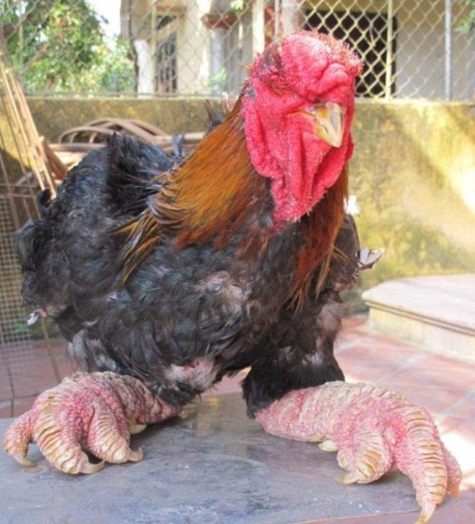 Хохлатая Курочка падуан