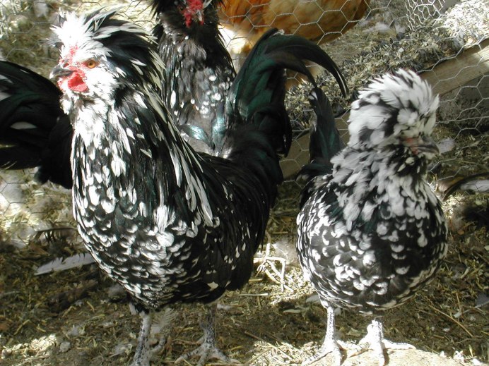 Сашкины куры Новосибирск