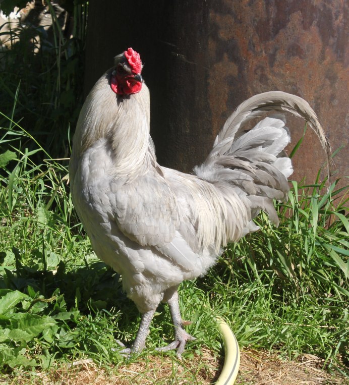 Сяошань порода кур описание и фото