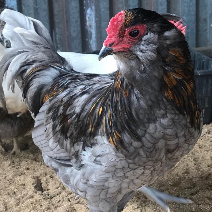 Курица фото