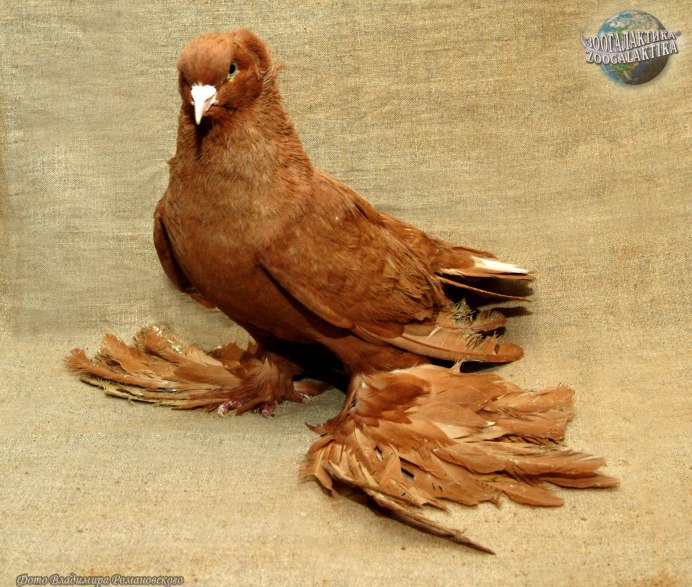 Dove голубь