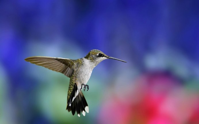 Колибри trochilidae
