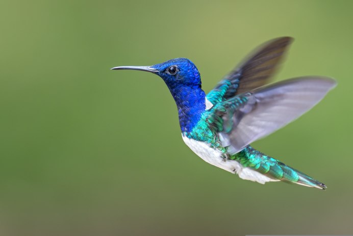 Колибри trochilidae