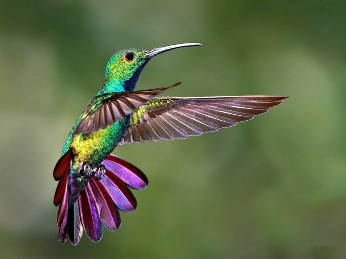 Колибри trochilidae