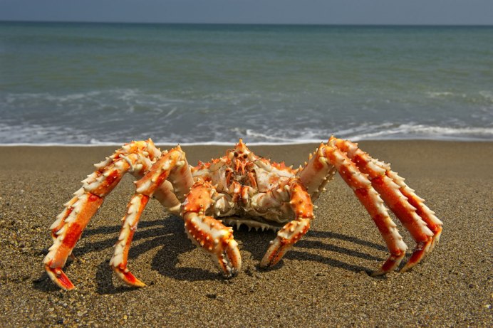 Камчатский краб живой