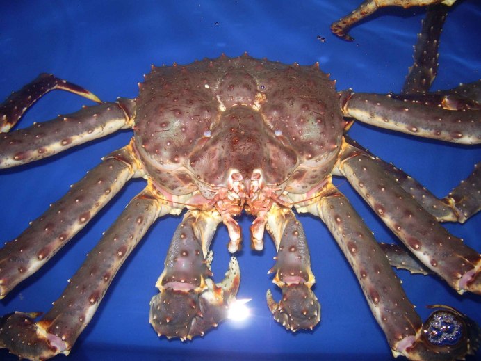Камчатский краб с морепродуктами