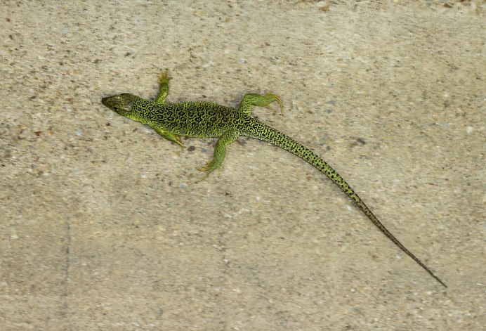 Lacerta lepida