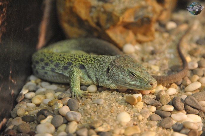 Lacerta lepida