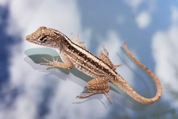Acanthodactylus schreiberi
