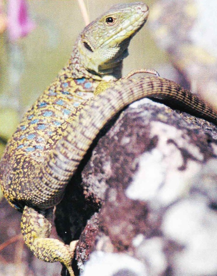 Дагестанская ящерица