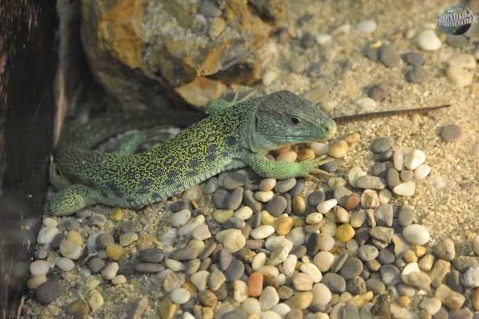 Lacerta lepida