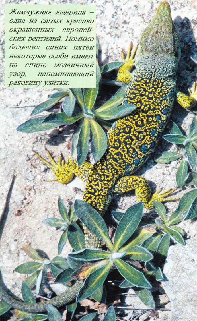 Ящерка спит