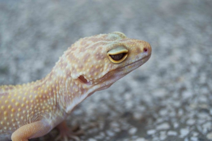 Liolaemus huasicus