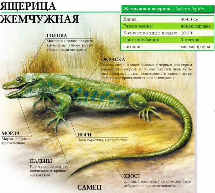 Жемчужинка ящерица