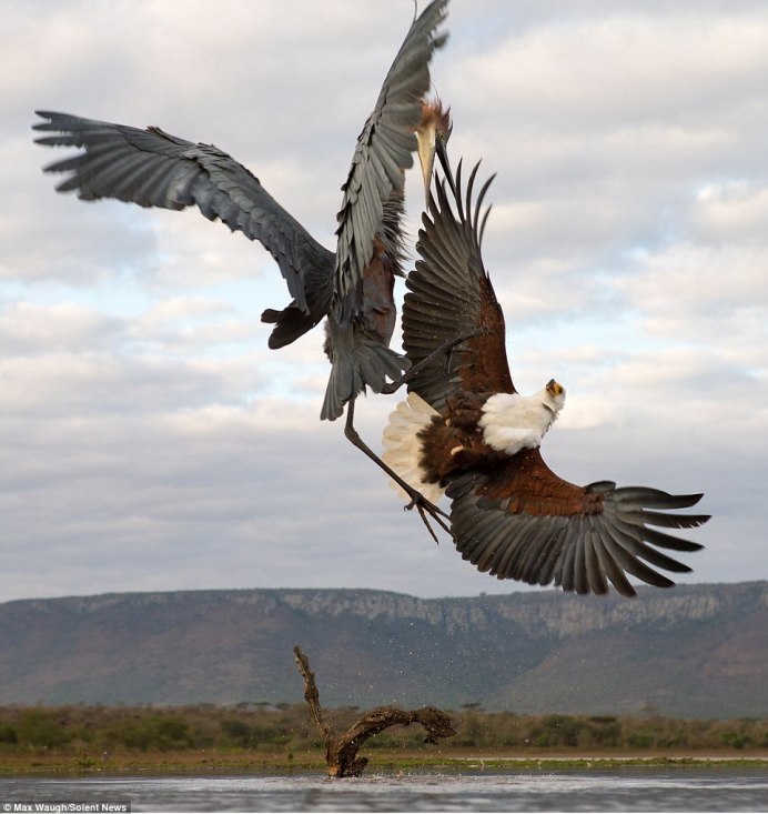 Цапля Голиаф против орла