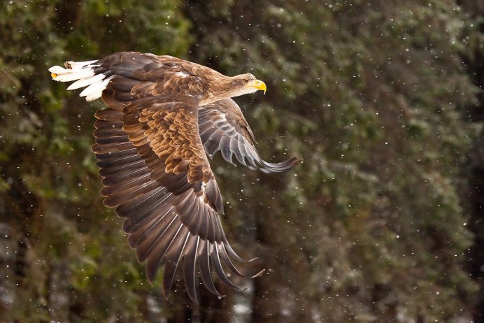 Большие птицы России