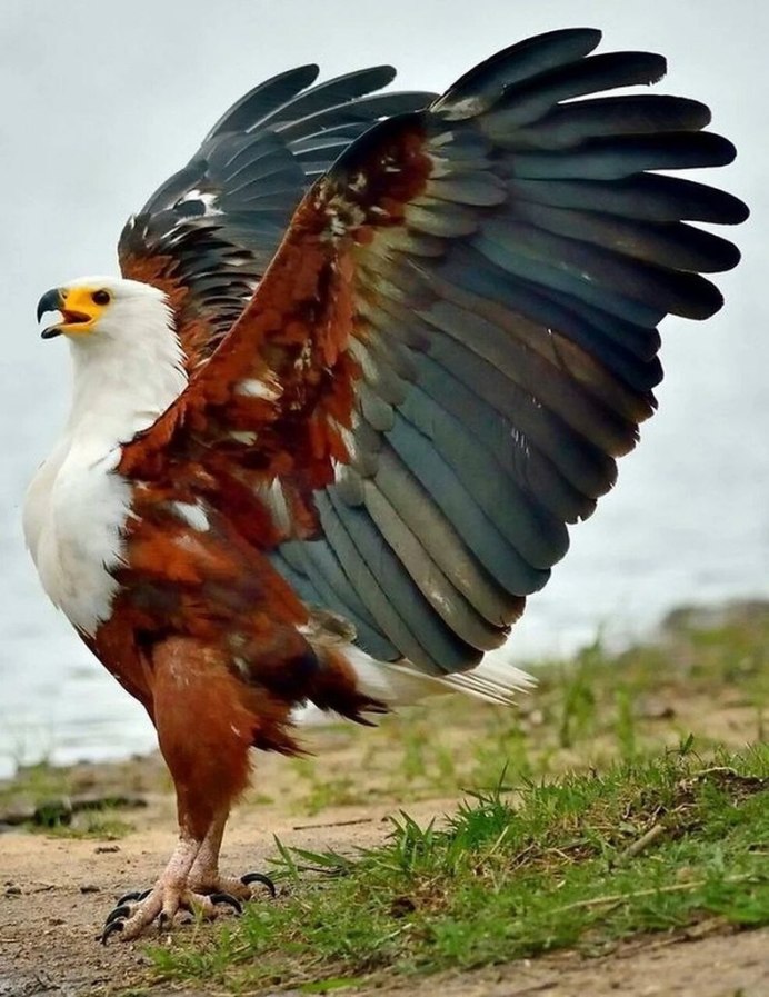 Кушлар Бургут