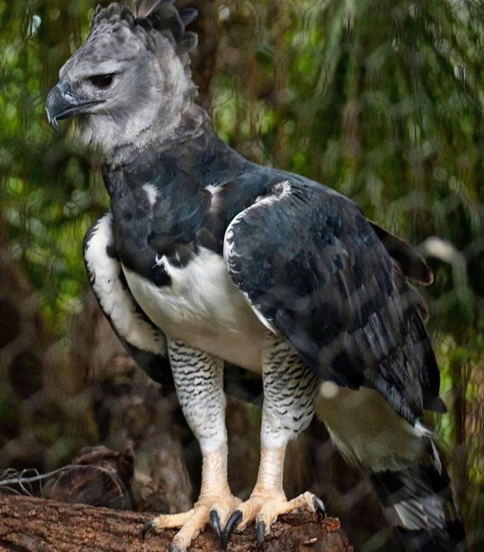 Андский Кондор