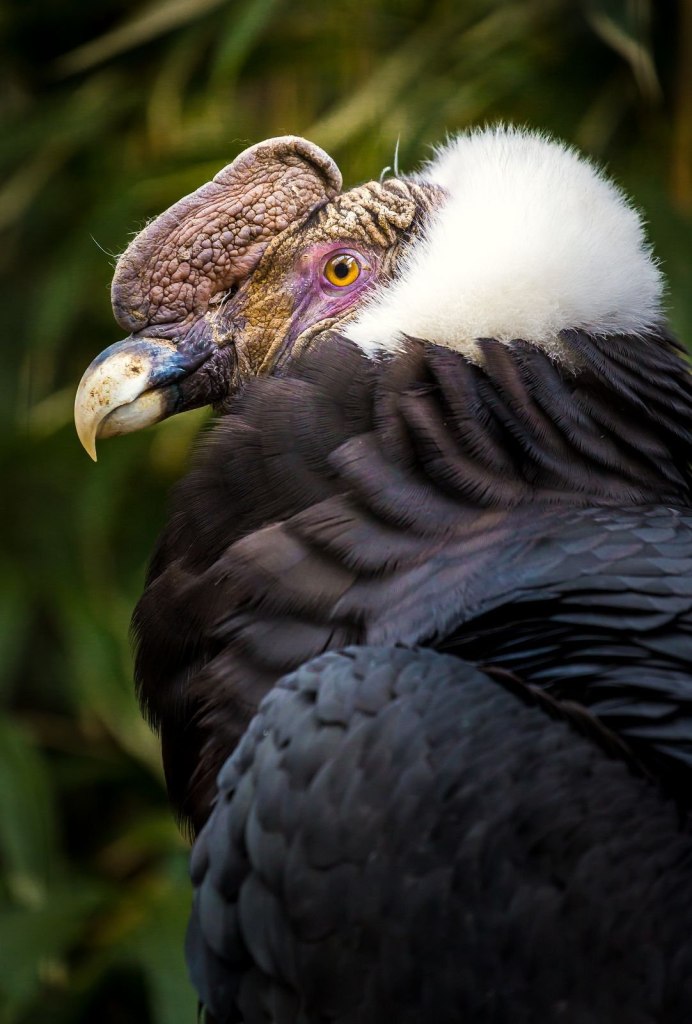 Андский Кондор