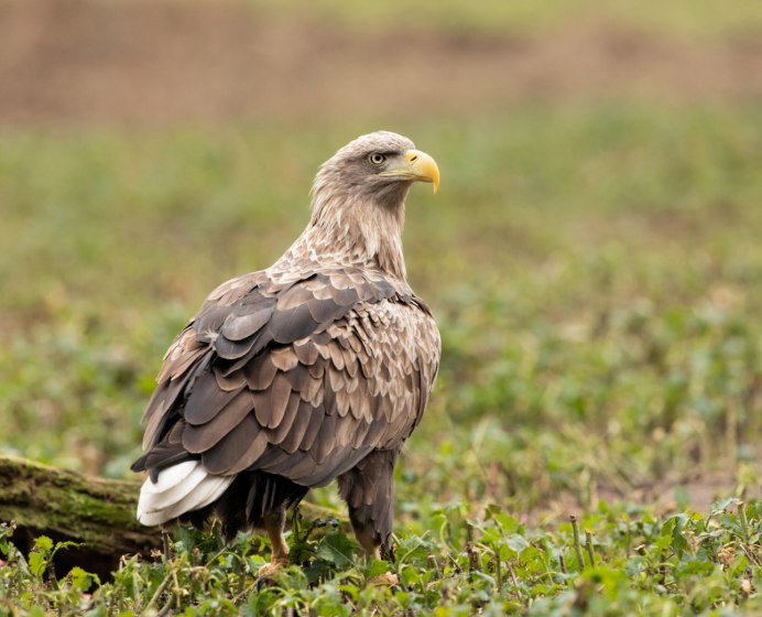 Орлан белохвост и Орел
