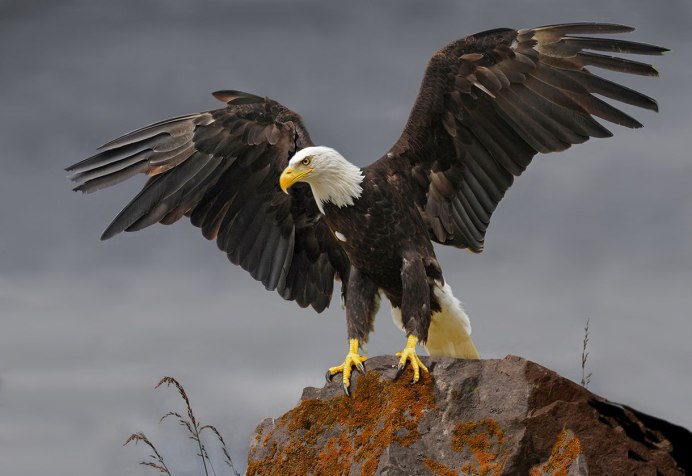 Белоголовый Орлан вес