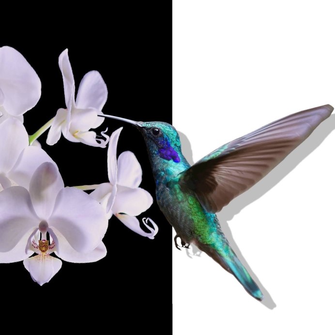 Florisuga Mellivora
