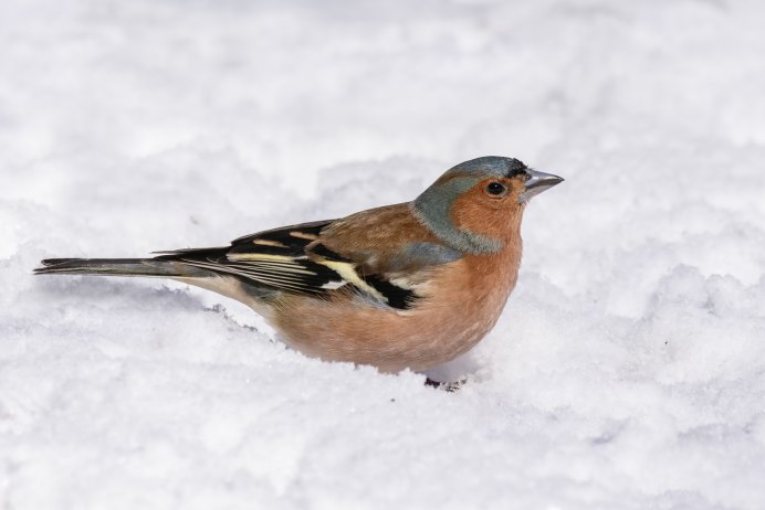 Зяблик (fringilla COELEBS)