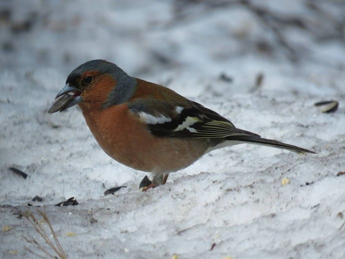 Fringilla COELEBS без лицензии Россия