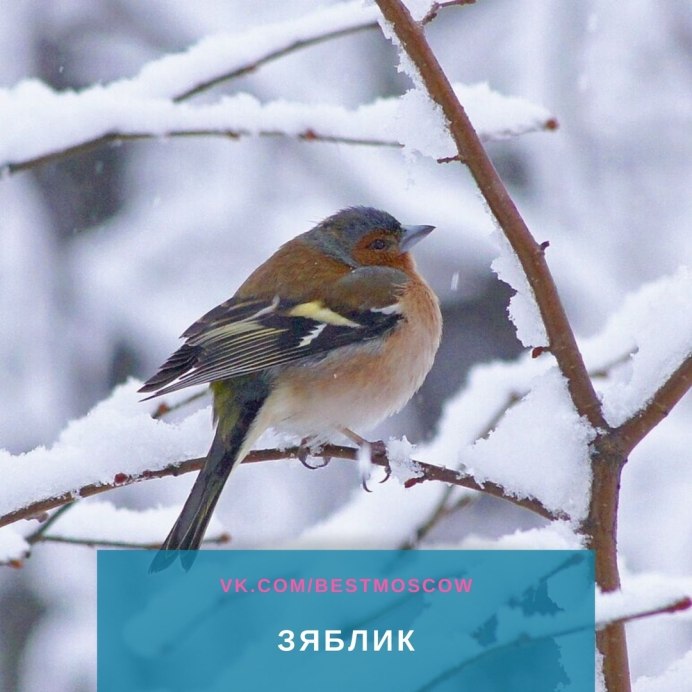 Зяблик зимой