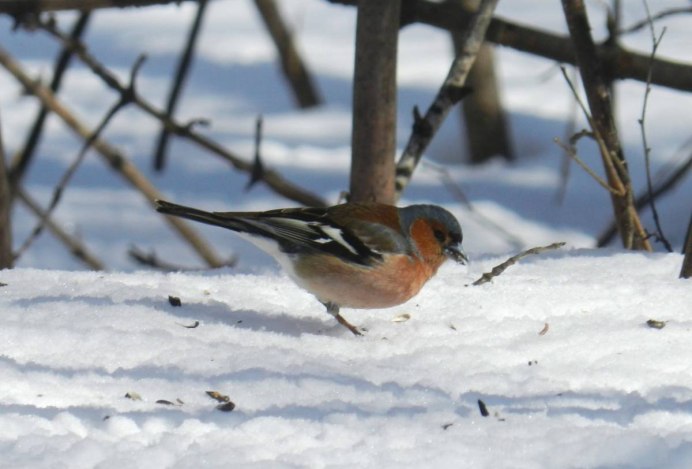 Зяблик (fringílla COÉLEBS)