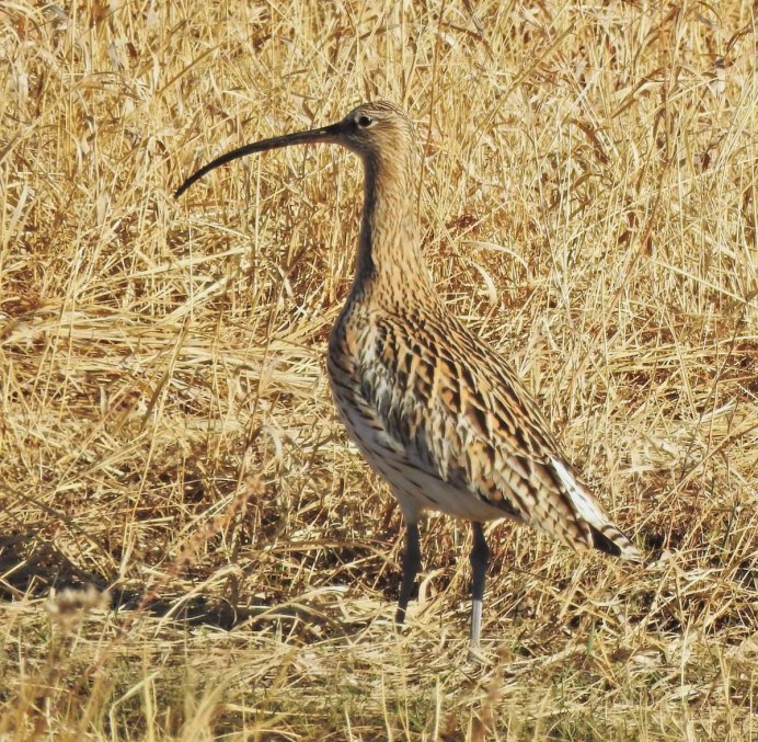 Большой кроншнеп (Numenius Arquata (l.)