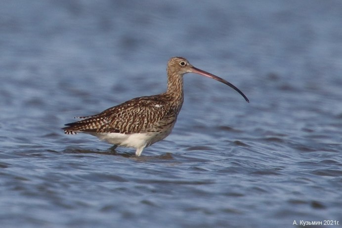 Кроншнеп птица фото