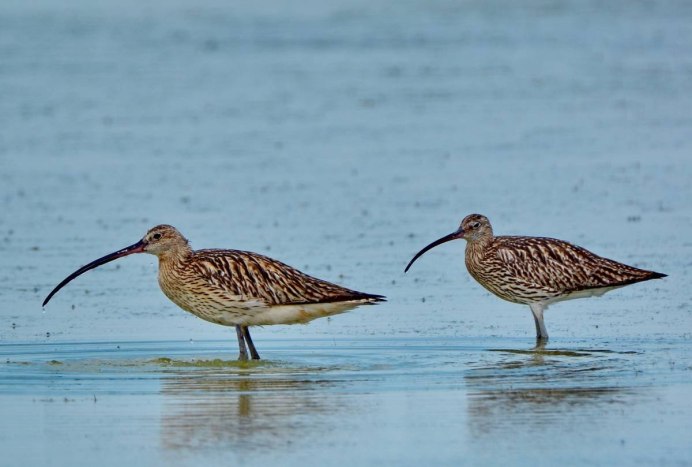 Большой кроншнеп - Numenius Arquata