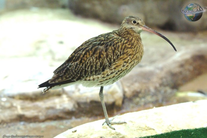 Королевский кроншнеп