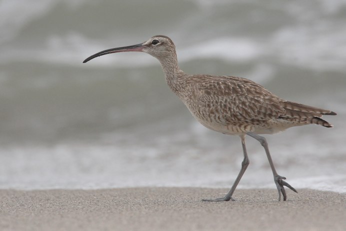 Королевский кроншнеп