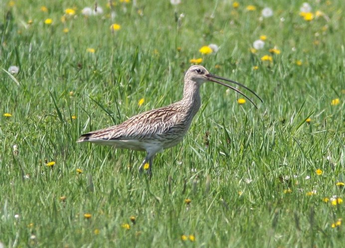 Кулик кроншнеп серпонос