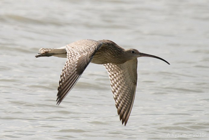 Птичка с длинным клювом и длинными ногами маленькая