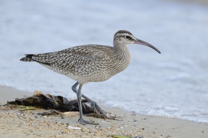 Кулик кроншнеп серпонос
