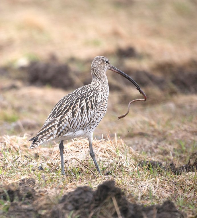 Кулик кроншнеп