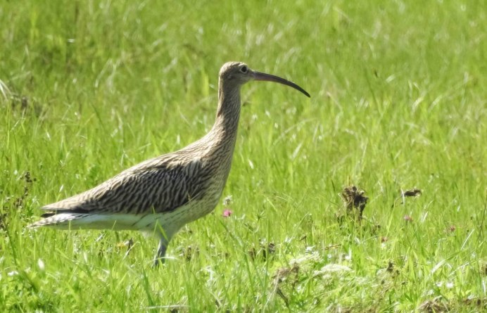 КРОНШПИЛЬ птица
