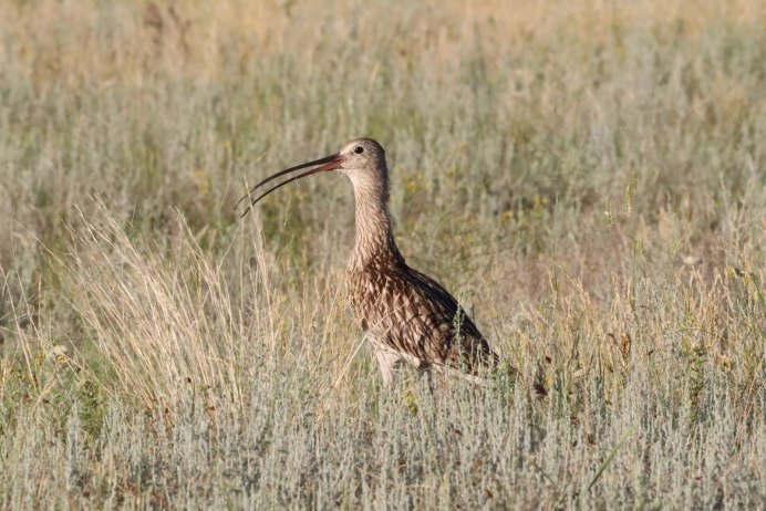 Тонкоклювый кроншнеп