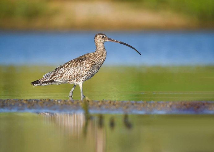 Большой кроншнеп - Numenius Arquata