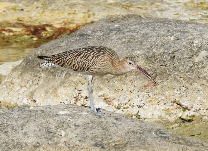 Кроншнеп-серпонос птица