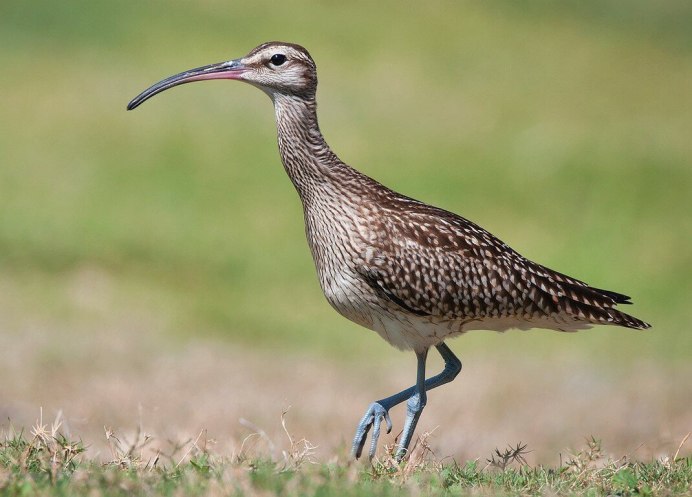 Кулик кроншнеп серпонос