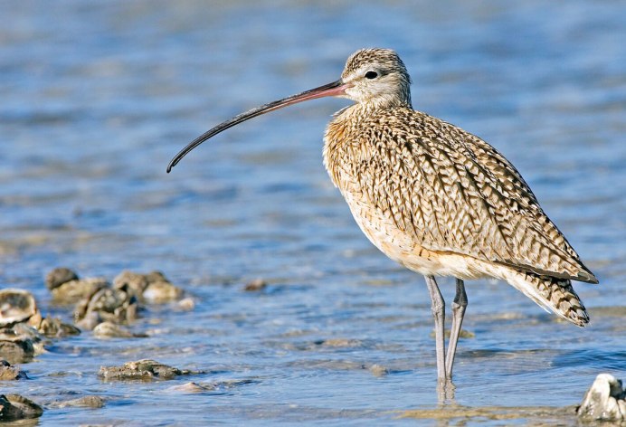 Кроншнеп в полете