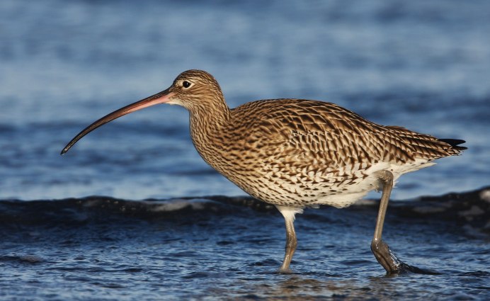 Кроншнеп-серпонос птица