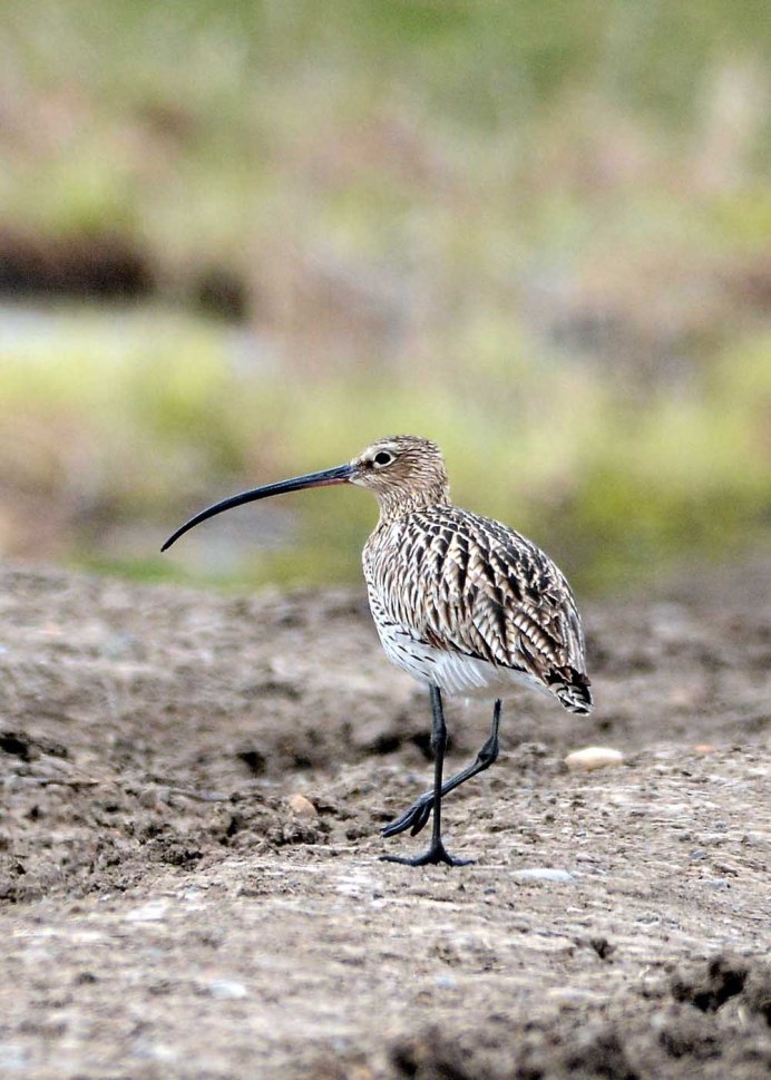 Кулик длинноклювый