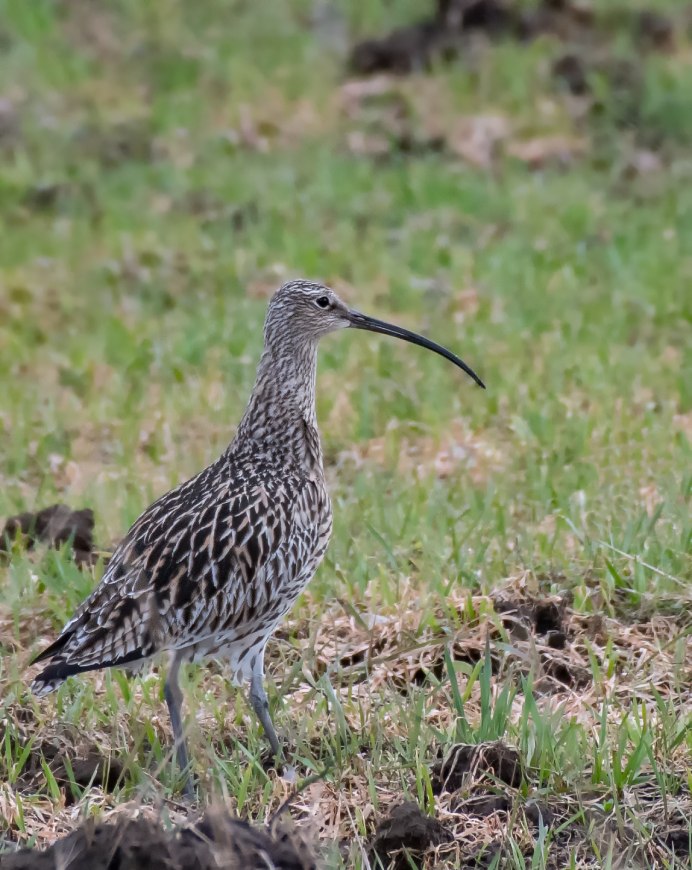 Кроншнеп птица