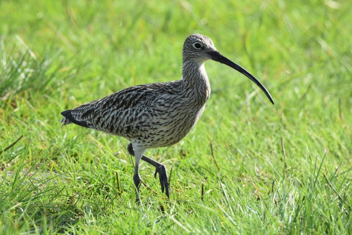 Длинноклювый кроншнеп
