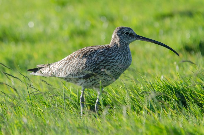 Бекас Кулик птица
